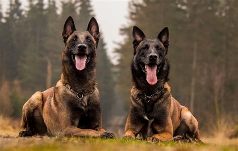 how do you say malinois.